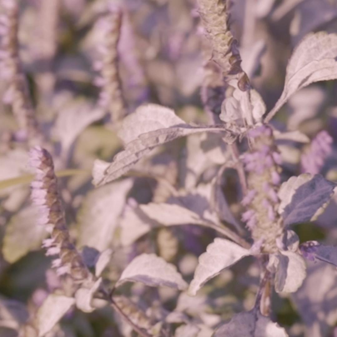 1周年記念イベント開催のお知らせ