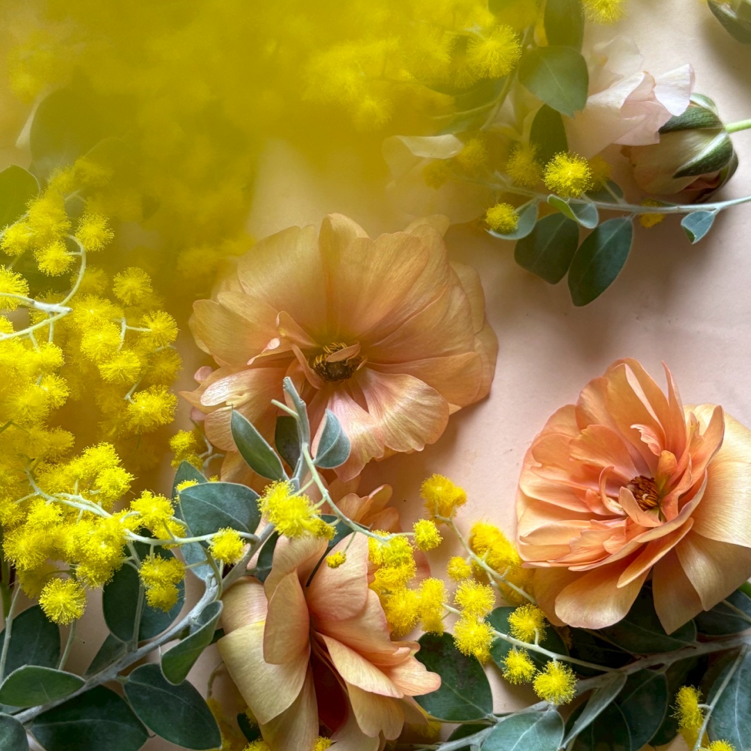 新商品発売 ＜MIMOSA SAISON＞